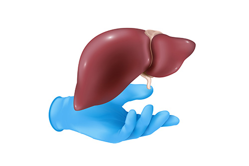 Statut, types et processus de transplantation d'organes en Turquie