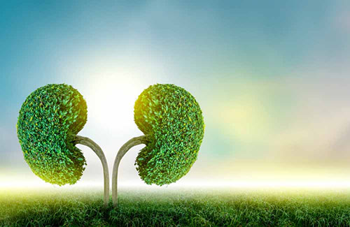 Nephrology